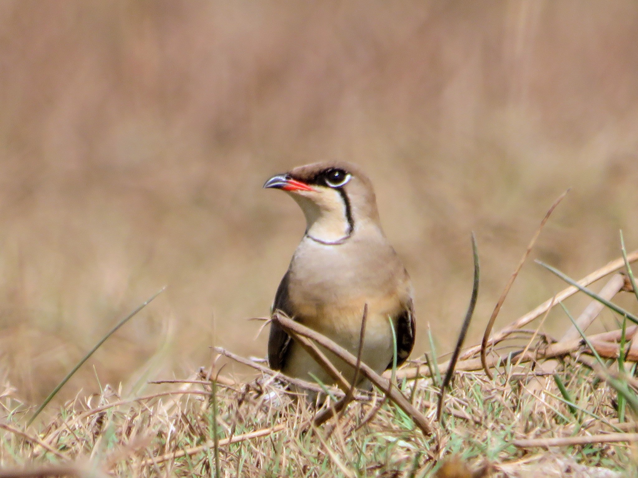 Collared Pratincole